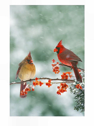 Cardinal, Kentucky State Bird