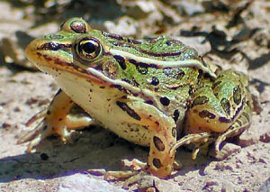 Colorado state amphibian