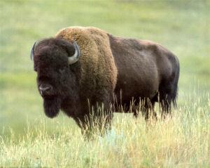 Texas state bison herd