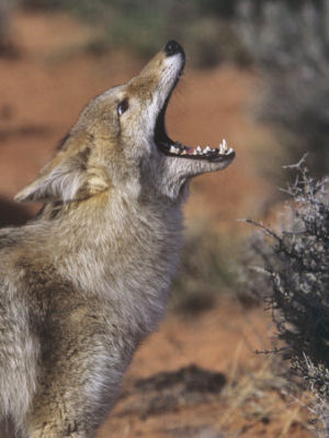 South Dakota State Animal Coyote (Canis latrans) from NETSTATE COM