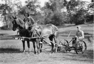 Vermont State Animal