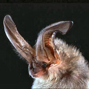 Ugly Bat