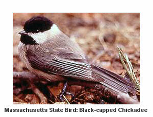 bird massachusetts chickadee state capped atricapillus birds netstate adoption