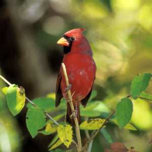 Cardinal Bird Drawings on Broken Link Kentucky State Bird Cardinal Cardinalis Cardinalis Adopted