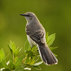 Mississippi State Bird, Mockingbird