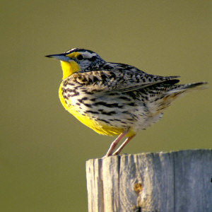 Montana State Bird, Sturnella neglecta