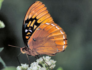Arkansas state Butterfly