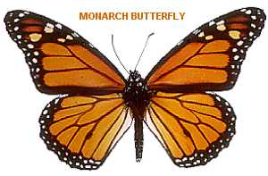 Virginia Butterfly