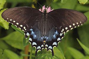 Mississippi state Butterfly