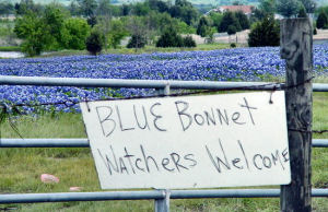 Texas state bluebonnet trail