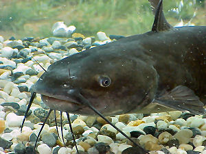 Nebraska state fish