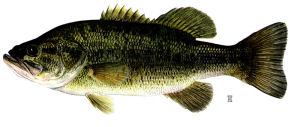 Florida State Freshwater Fish