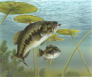Florida state freshwater fish