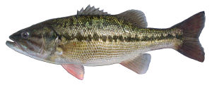 Kentucky state Fish