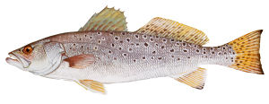 Louisiana state Fish
