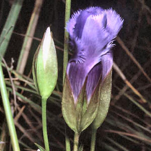 Greater Fringed Gentia (Gentianopsis crinita (Froel.) Ma