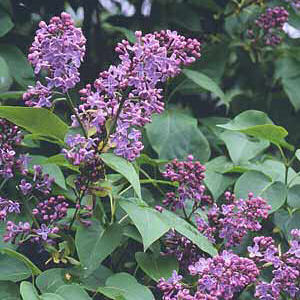 New Hampshire State Flower: Purple Lilac