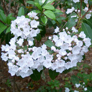 Flower Laurel