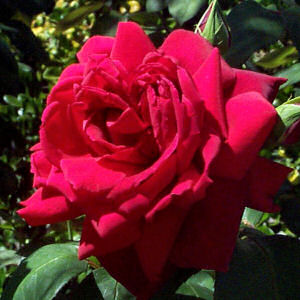Oklahoma State Flower Oklahoma Rose Rosa odorata from