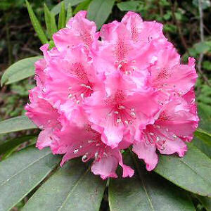Flower Photo on Washington State Flower Coast Rhododendron Rhododendron Macrophyllum