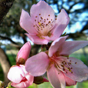Delaware State Flower: Peach Blossom
