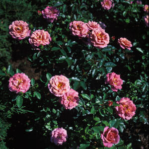 New York State Flower: Rose