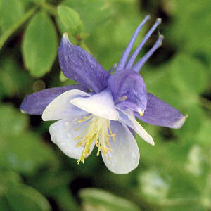 Colorado State Flower White and Lavender COLUMBINE Aquilegia caerulea