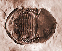 Ohio State Invertebrate Fossil