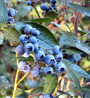 fruit state highbush jersey blueberry netstate blueberries nj states vaccinium corymbosum