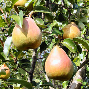 Oregon state fruit