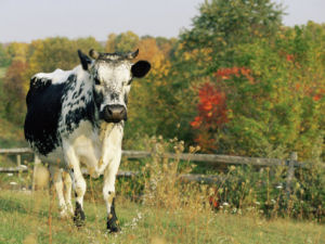 Vermont state Heritage Breed of Livestock
