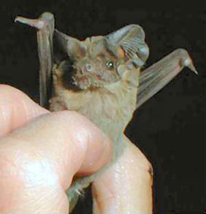 Texas state flying mammal