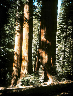California Red Wood