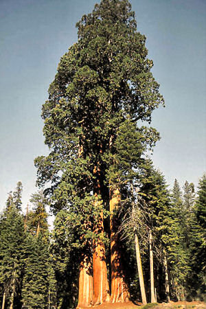 California State Tree California Redwood Coast Redwood