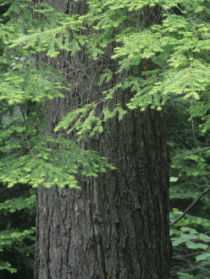Trees Of Pennsylvania