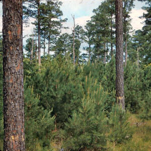 Pinus Spp