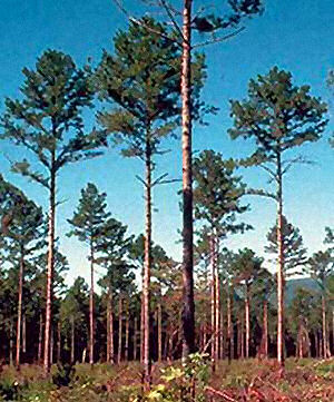Arkansas State Tree: Pine Tree