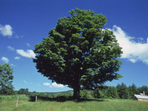 Vermont state tree