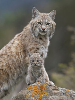 New Hampshire state wildcat