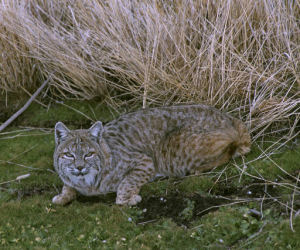 New Hampshire state wildcat