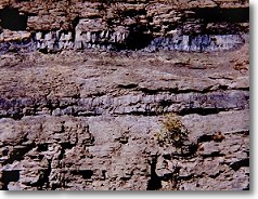 Coal seams exposed along Keen Mountain, Buchanan County. Each seam is approximately 0.5 m.