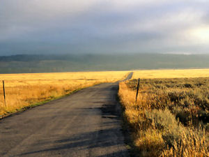 Long road and wheat