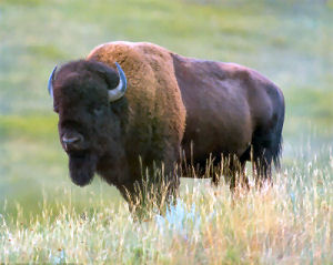 American Bison