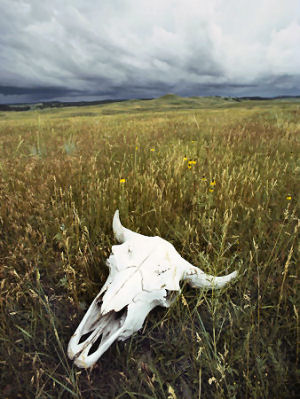 Bison skull on the prairie: Custer State Park