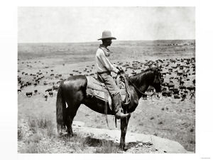 Cowboy minding the cattle