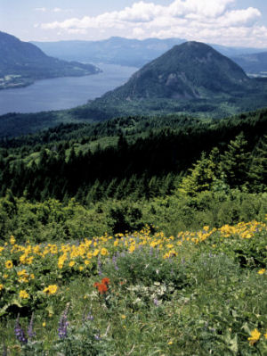 Columbia River Gorge, Gifford Pinchot National Forest