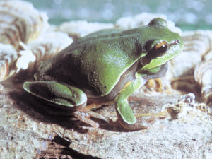 North Carolina state frog