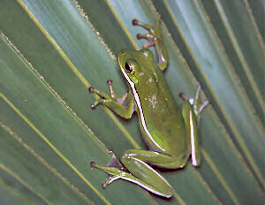 Louisiana state Amphibian