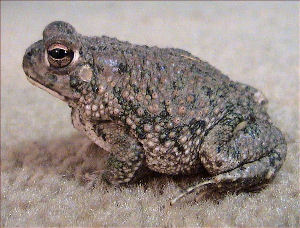 Texas state amphibian