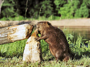 Oregon state animal